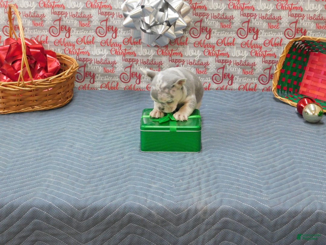 French Bulldog dogs for sale: BEAR - Ad 5