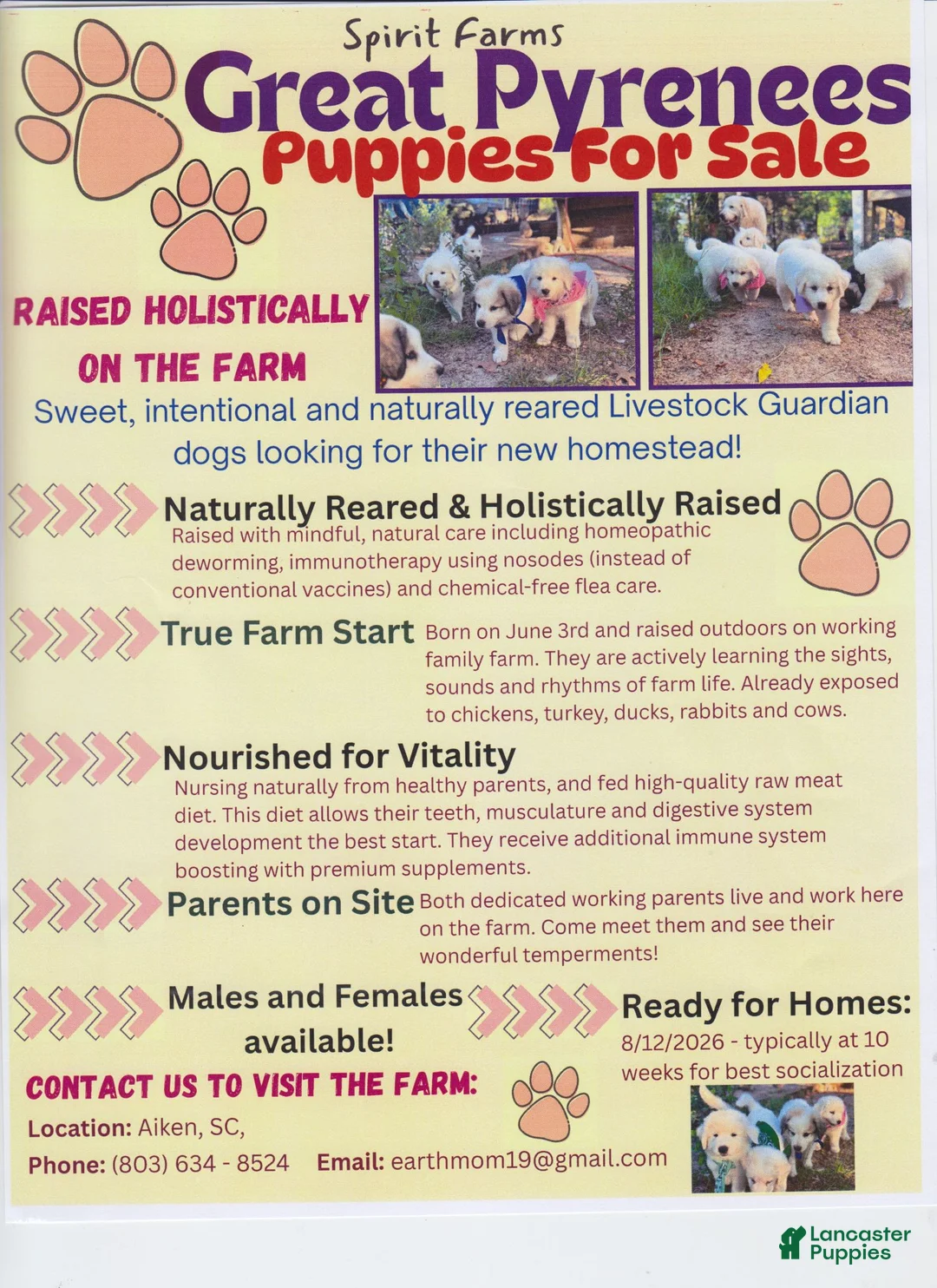 Great Pyrenees dogs for sale: DAPHNE - Ad 3
