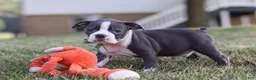 Boston Terrier dogs for sale: Bradie - Ad 15