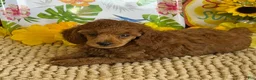 Miniature Poodle dogs for sale: Flannigan - Ad 5