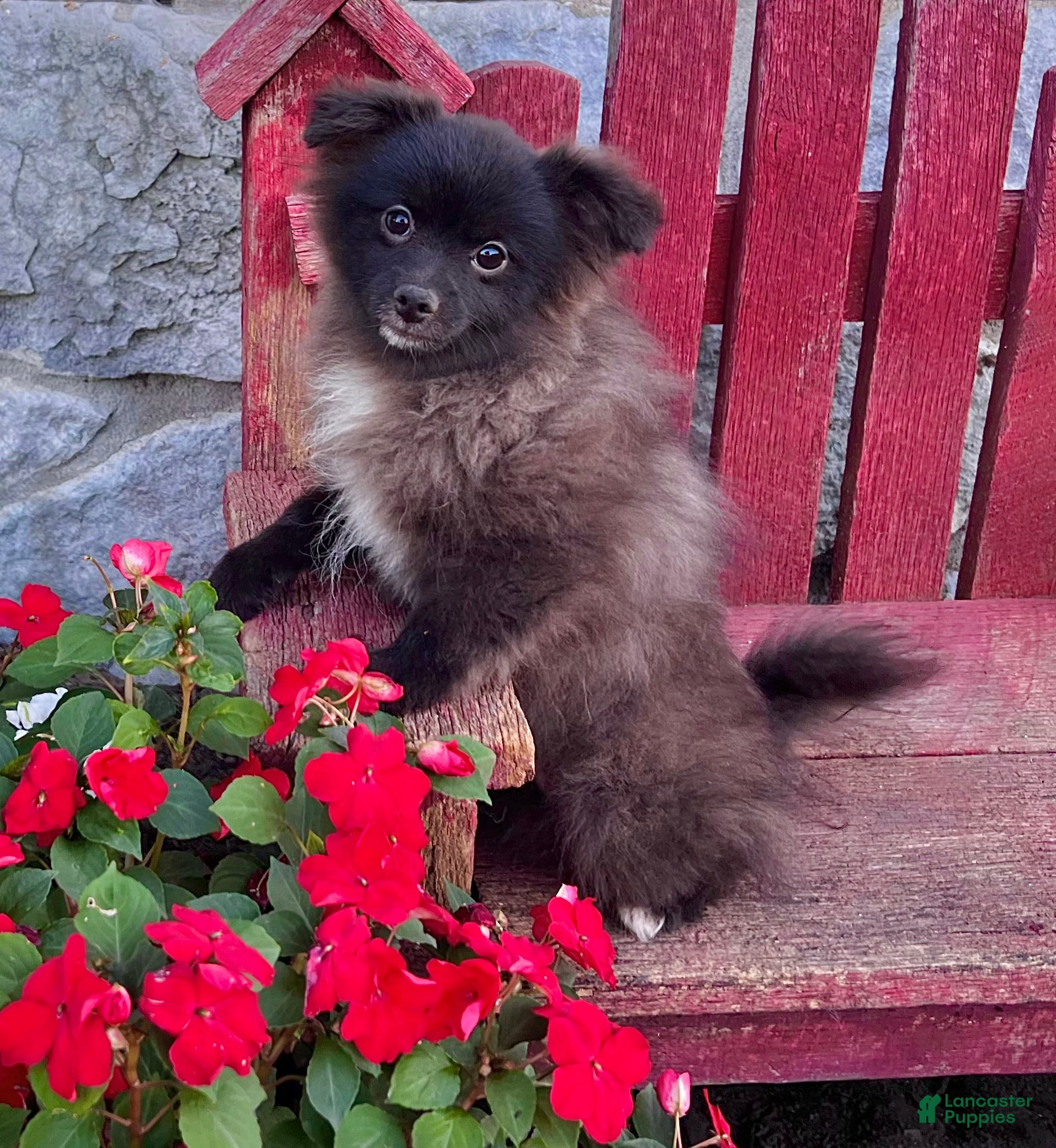 Pomeranian Cross Puppies Bichon Frise Pomeranian Mix Puppies For