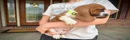 Basset Hound dogs for sale: Copper - Ad 4