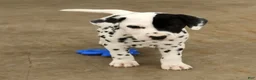 Dalmatian dogs for sale: Patches - Ad 7