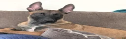 Belgian Malinois dogs for sale: Belgian Malinois 3 - Ad 3