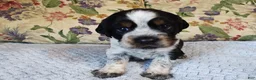 English Springer Spaniel dogs for sale: Jo - Ad 1