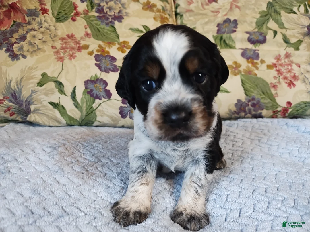 English Springer Spaniel dogs for sale: Jo - Ad 1