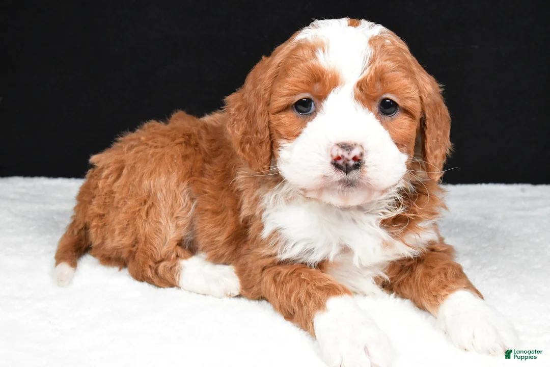 Mini Goldendoodle dogs for sale: Bentley - Ad 1