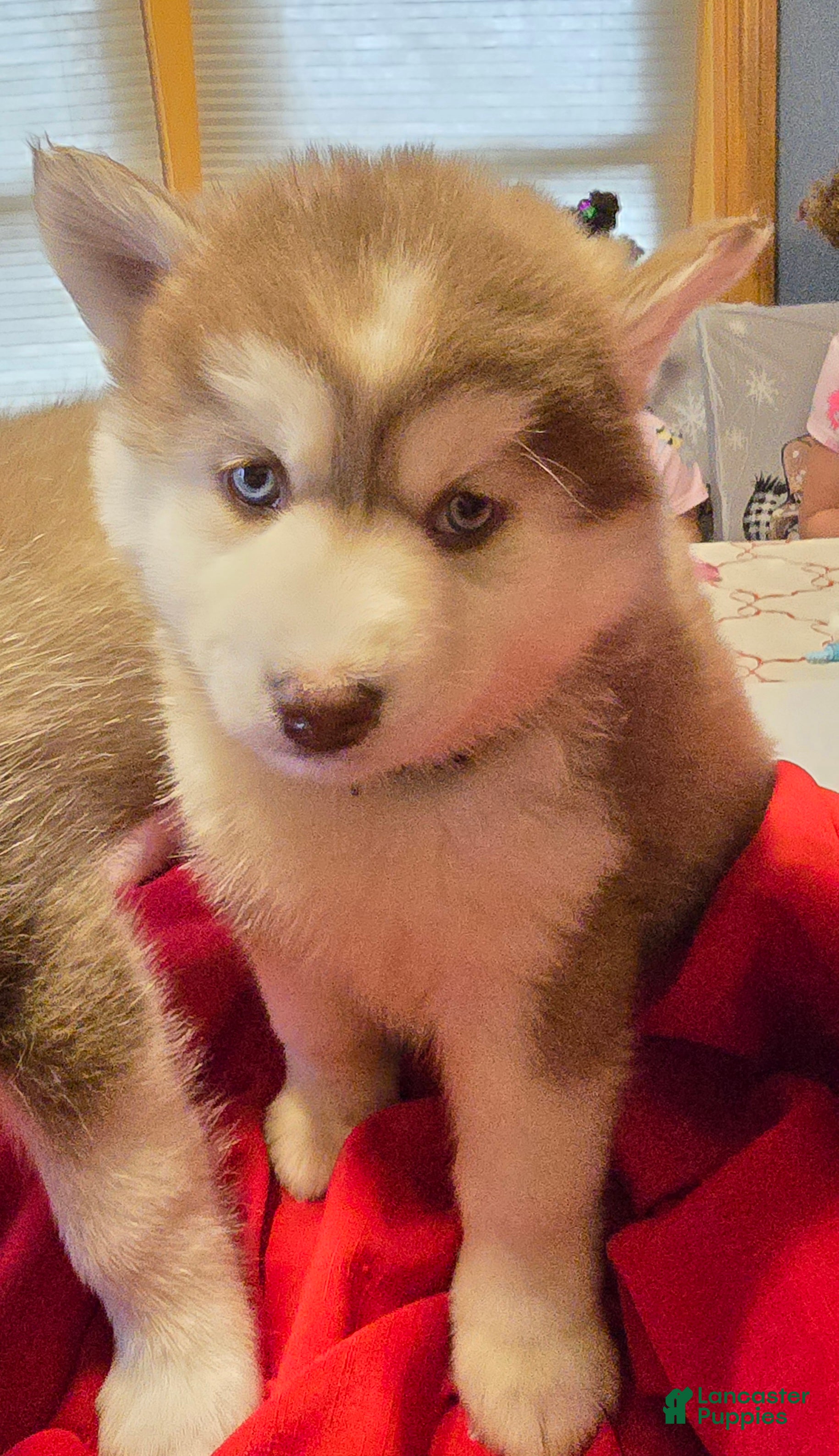 Pomsky dogs Winifed - Ad 7