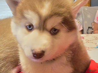 Pomsky dogs Winifed - Ad 7