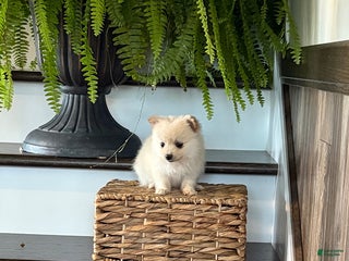 Pomeranian dogs - Ad 20