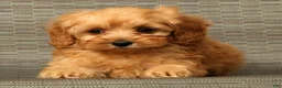 Cockapoo dogs for sale: Diesel - Ad 6