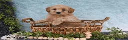 Havapoo dogs for sale: Beacon - Ad 4