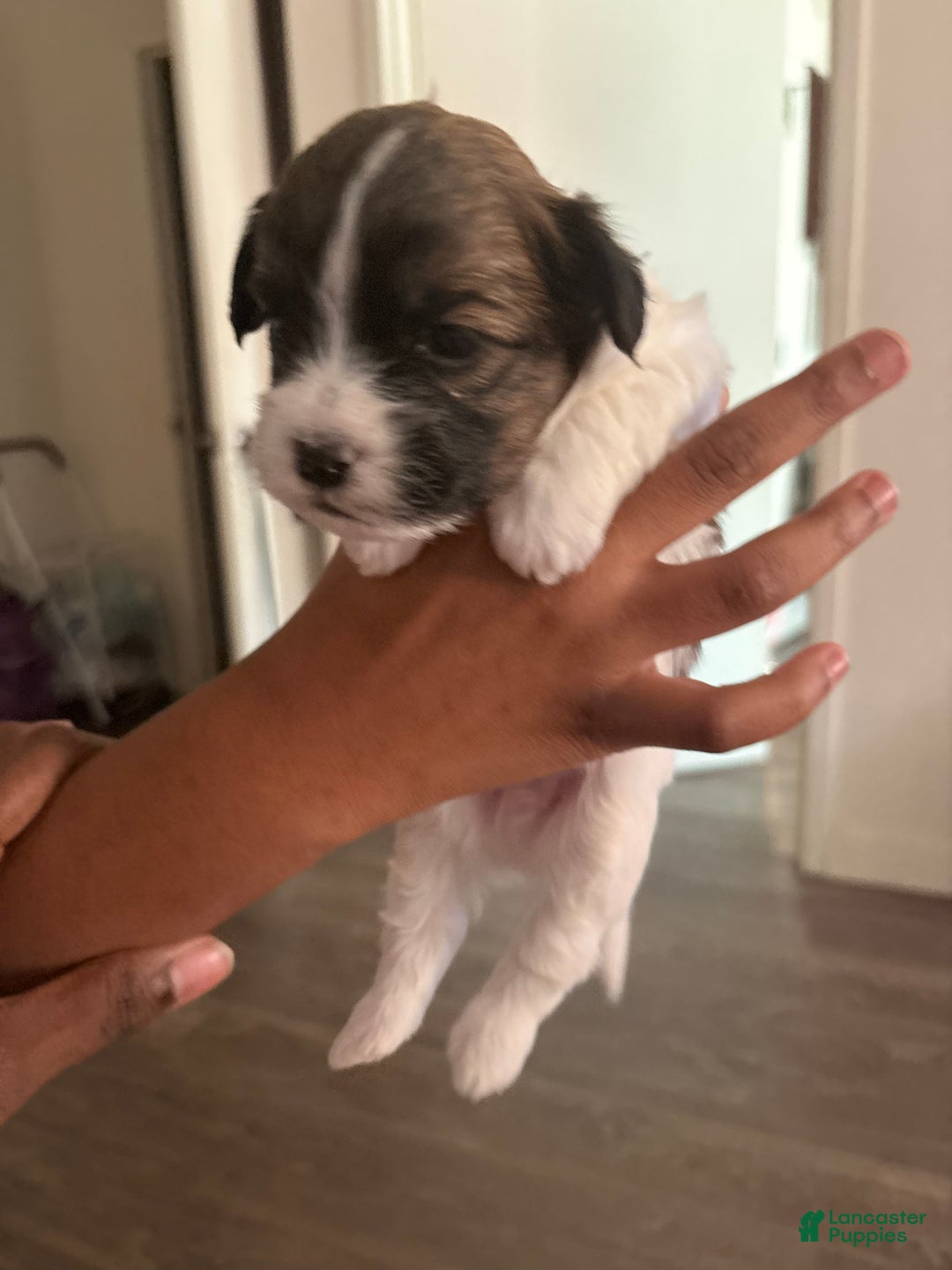 Mixed Breed dogs for sale: Baby oreo - Ad 2
