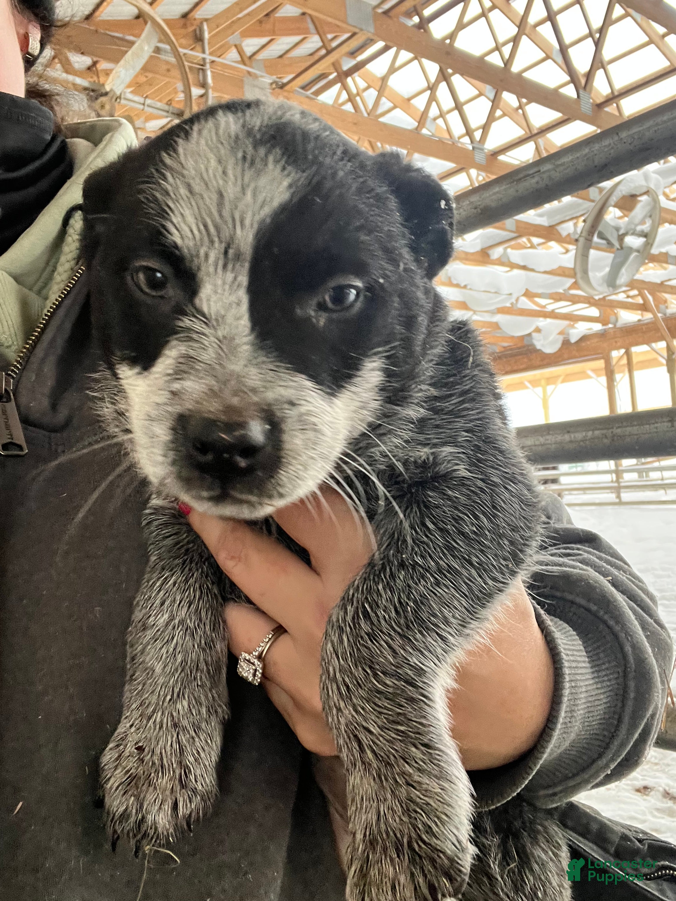 Australian Cattle Dog dogs Archer - Ad 42