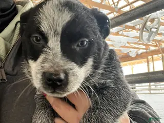 Australian Cattle Dog dogs Archer - Ad 42