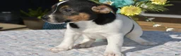 Jack Russell Terrier dogs for sale: Chocolate - Ad 5