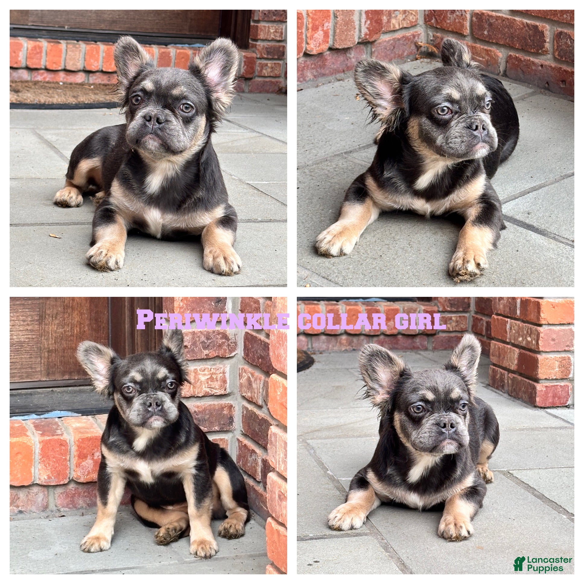 French Bulldog dogs Fluffy Periwinkle Girl - Ad 6