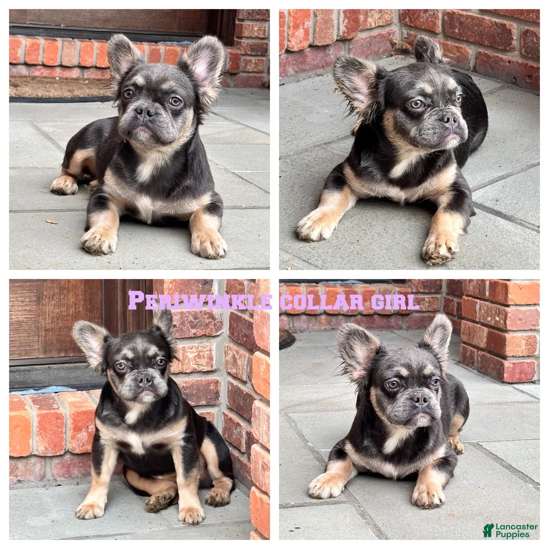 French Bulldog dogs for sale: Fluffy Periwinkle Girl - Ad 1