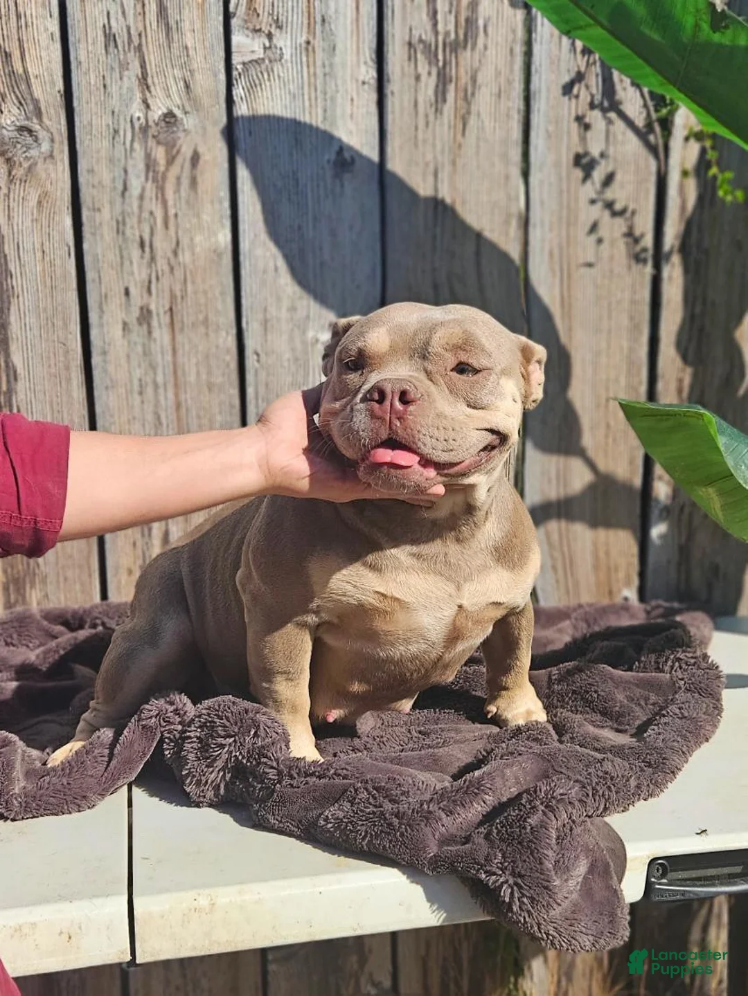 American Bully dogs for sale: Micro American Bully Female Puppy Crown Bape Bloodline - Ad 2