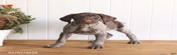 German Shorthaired Pointer dogs for sale: Laker - Ad 1