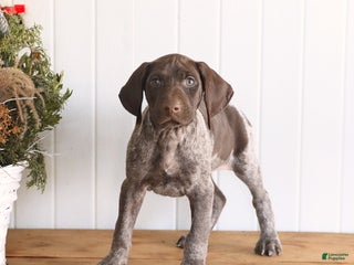 German Shorthaired Pointer dogs Laker - Ad 17
