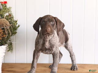 German Shorthaired Pointer dogs Laker - Ad 22