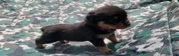 Rottweiler dogs for sale: Purple Female - Ad 3