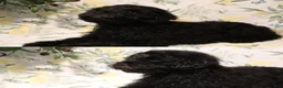 Shihpoo dogs for sale: Shihpoo 1 - "Puma" - Ad 2