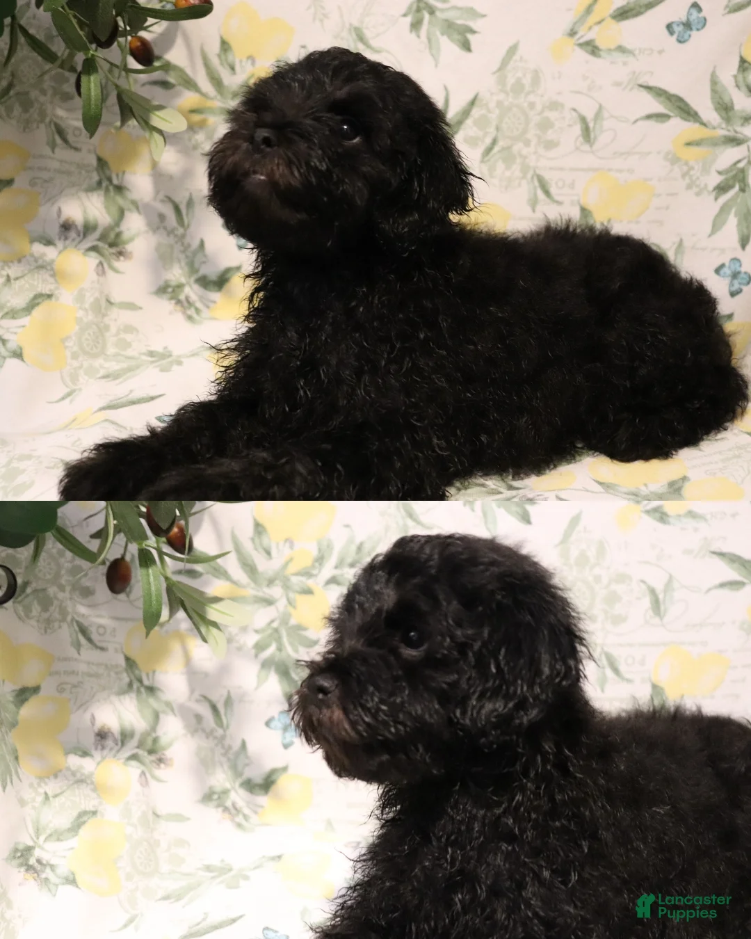 Shihpoo dogs for sale: Shihpoo 1 - "Puma" - Ad 2