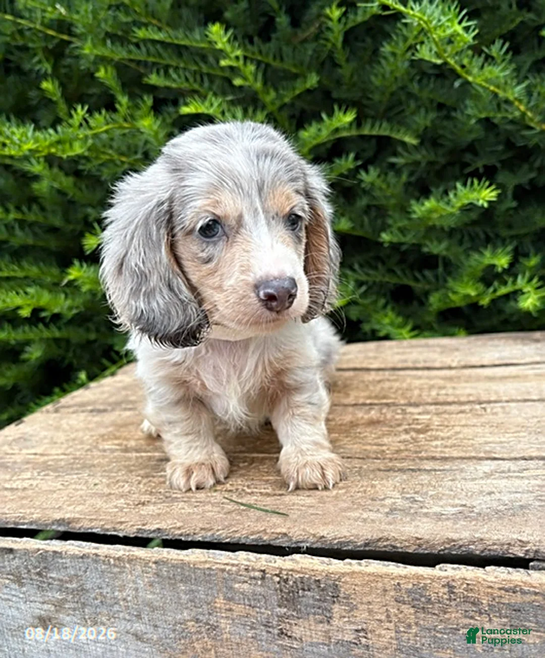 Dachshund dogs for sale: Jasper - Ad 3