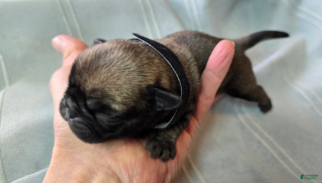 Pug dogs for sale: Levon - Ad 1