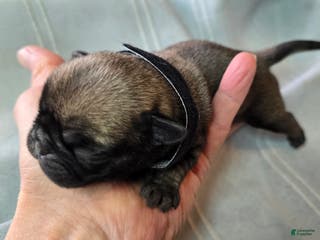 Pug dogs Levon - Ad 42