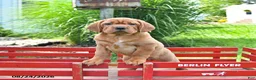 Mini Hippo dogs for sale: Missie - Ad 8