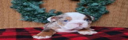 English Bulldog dogs for sale: Forrest - Ad 4