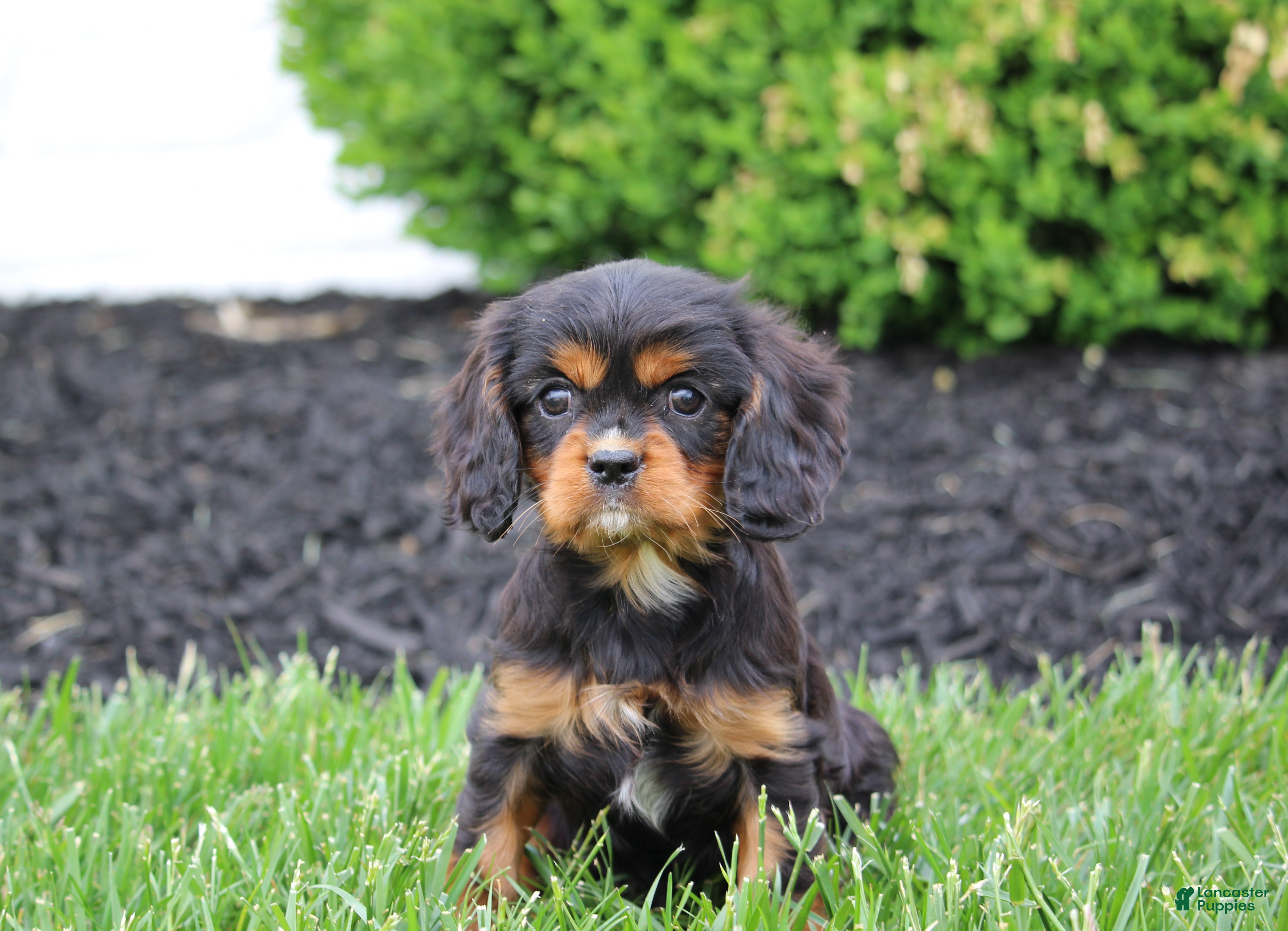 Cavalier King Charles Spaniel dogs Titus - Ad 1