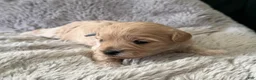 Maltipoo dogs for sale: Milo - Ad 8