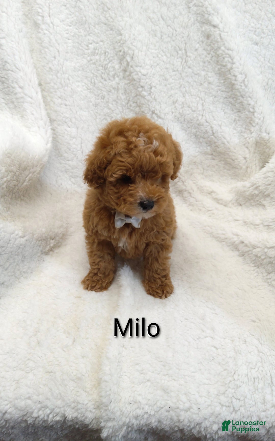 Mini Goldendoodle dogs for sale: Mini Goldendoodle Puppy 1 - Ad 2