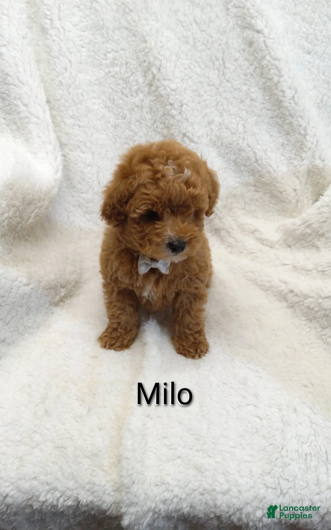Mini Goldendoodle dogs for sale: Mini Goldendoodle Puppy 1 - Ad 2