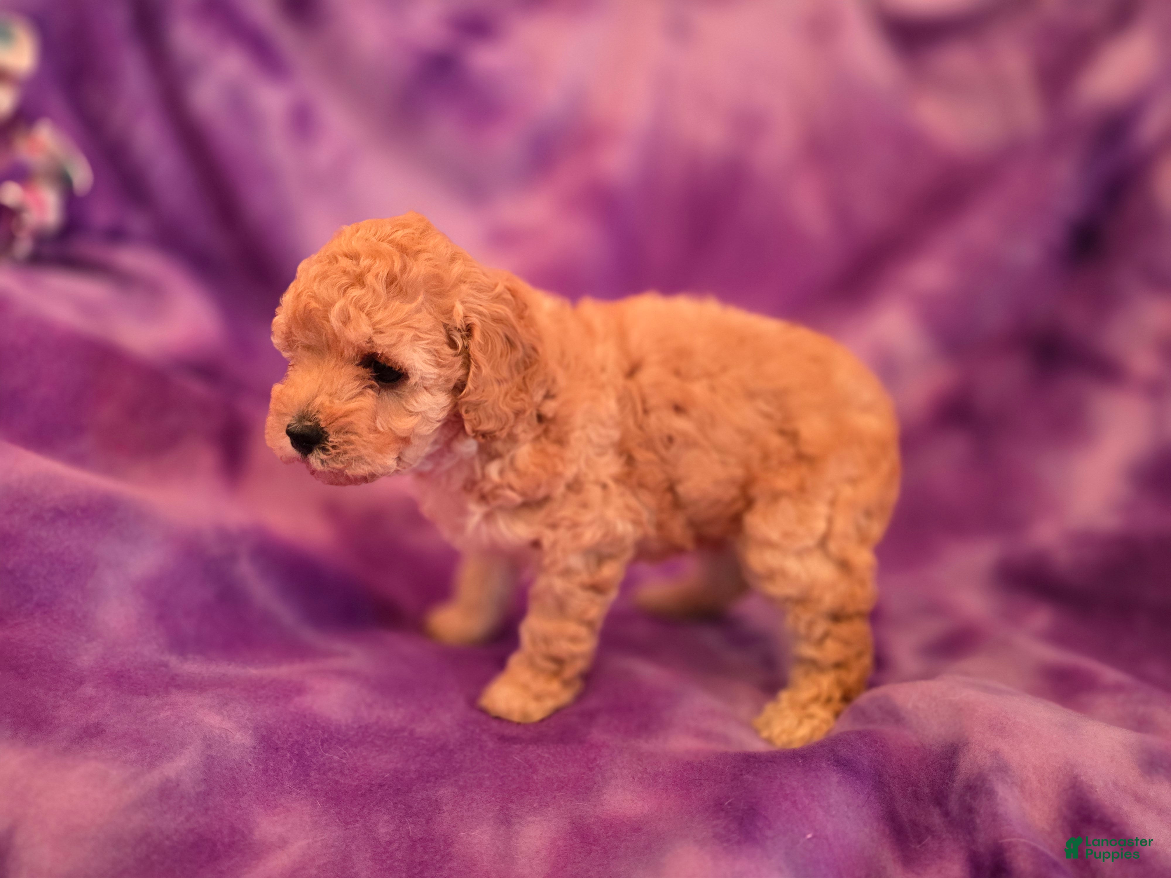 Mixed Breed dogs for sale: Peaches - Ad 1