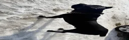 Cane Corso dogs for sale: Phantom - Ad 3