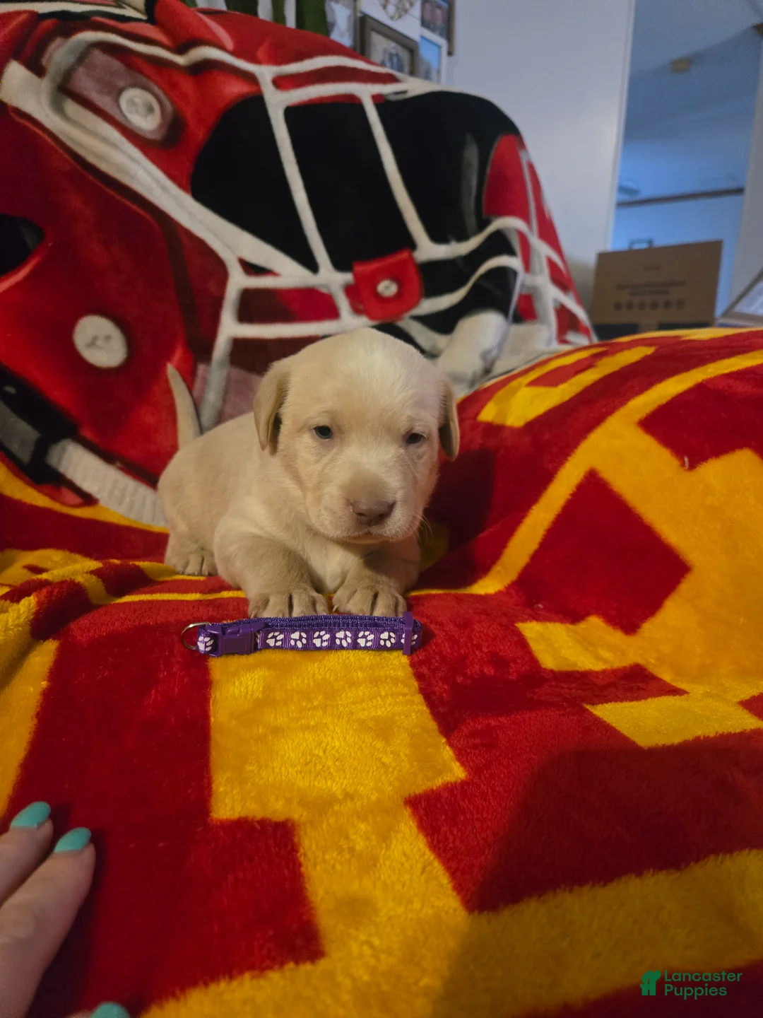 Labrador Retriever dogs for sale: Labrador Retriever Puppy 2 - Ad 1