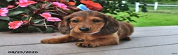 Miniature Dachshund dogs for sale: Viktor - Ad 3