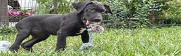 Great Dane dogs for sale: Philip Great Dane  - Ad 21