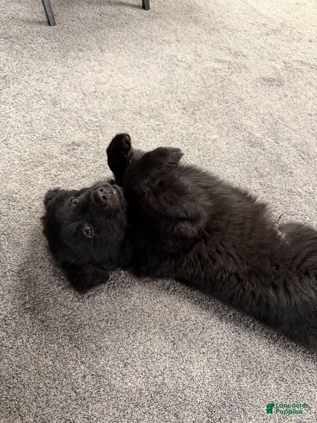 Golden Shepherd dogs for sale: Ike - Ad 2