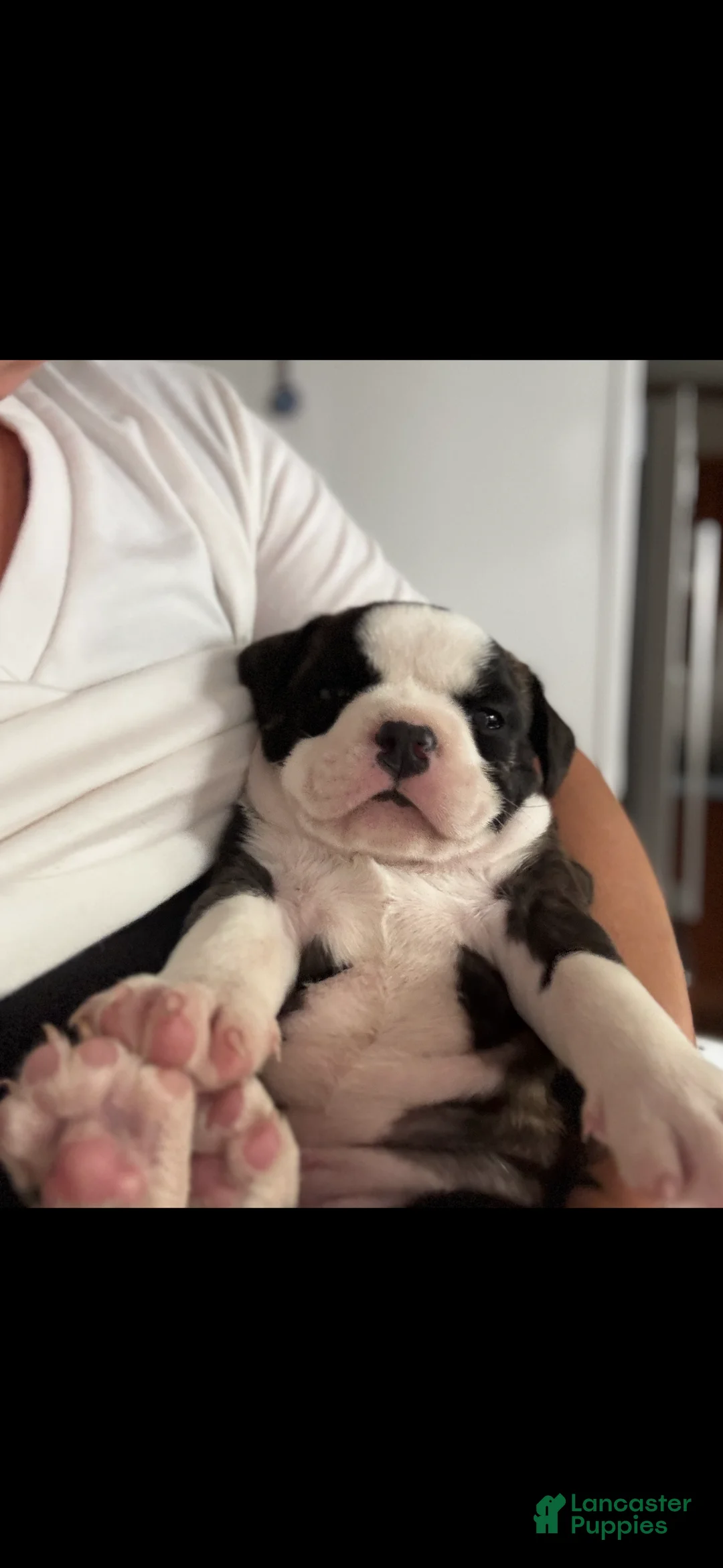 American Bully dogs for sale: Princess  - Ad 1