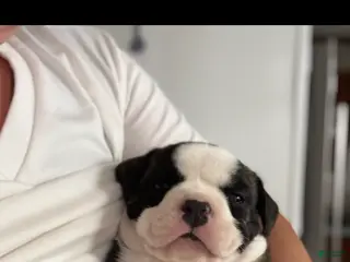 American Bully dogs Princess - Ad 4