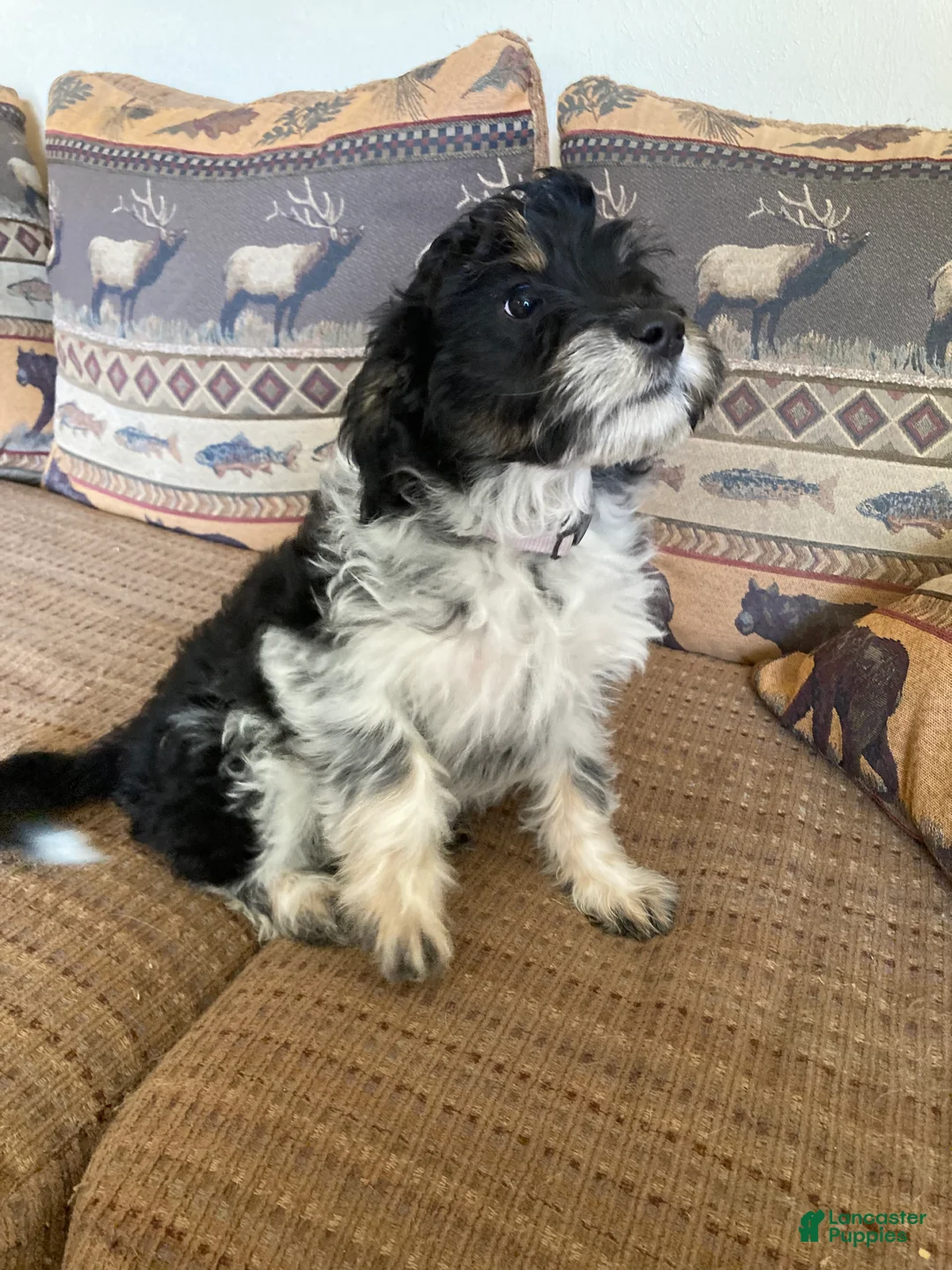 Mini Aussiedoodle dogs for sale: Miniature Aussiedoodle Buddy - Ad 1