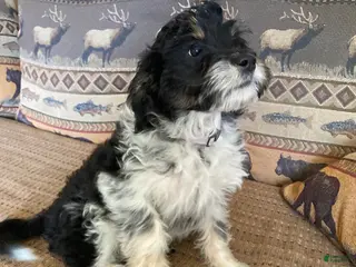 Mini Aussiedoodle dogs for sale: Miniature Aussiedoodle Buddy - Ad 3