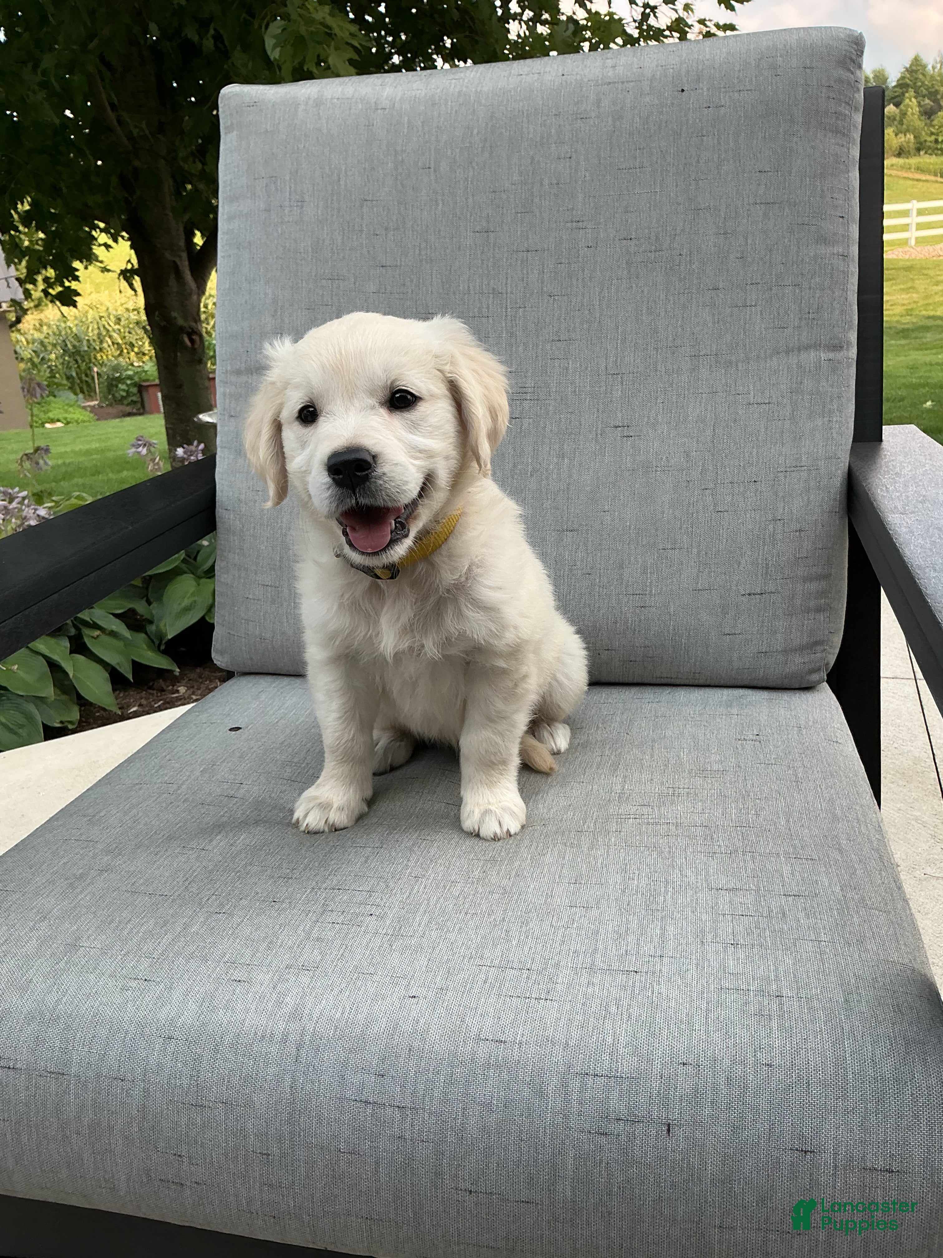 Golden Retriever dogs Jane - Ad 1