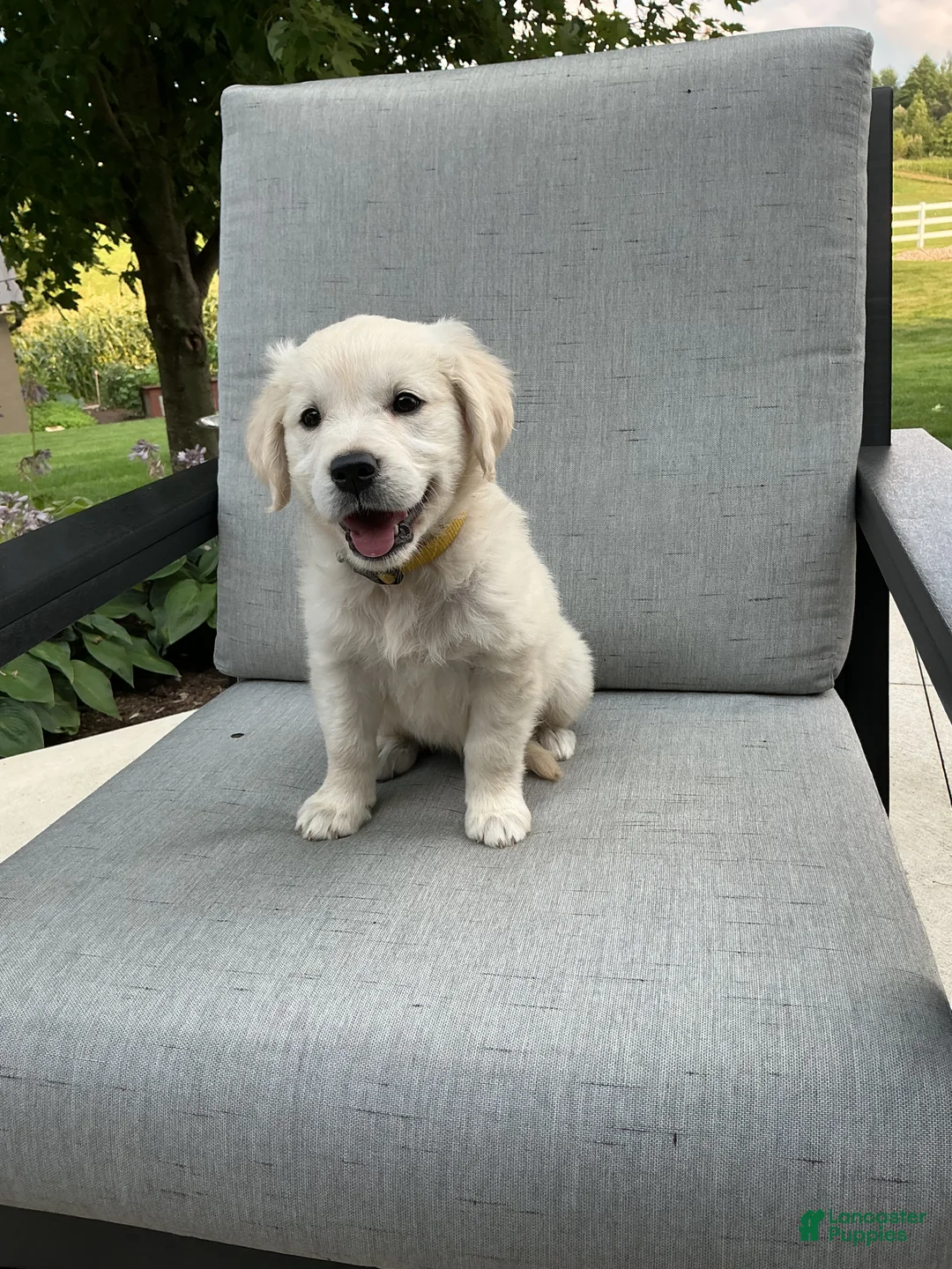 Golden Retriever dogs for sale: Jane - Ad 1